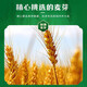 
Tsingtao beer (TsingTao) classic 330ml*12 cans full box original wort concentration 11.0P lager beer
