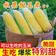 Sweet and crispy fruit corn big sticks, early maturing, fragrant and super sweet corn, eaten raw in the field for all seasons, high quality fruit corn seeds, newly planted in the season - 5 packs, about 256 seeds