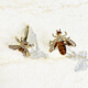 Olevo2025 Nouveau insectif de style insectif