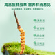 Purple and blue flowers sea [first 25 years] Fresh Cordyceps sinensis 0.6g/root 20 fresh Cordyceps sinensis straight from the source