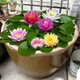 Water lily seedlings, lotus potted plants, medium and large bowl lotus lotus seeds, lotus root hydroponics, aquatic pond pots, lotus leaf seeds, large water lily root pieces 3 pieces - mixed color