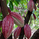 Cocoa fruit seeds Hainan tropical fruit chocolate making edible raw materials sowing perennial trees in spring and summer Cocoa fruit seeds 5 capsules + fertilizer