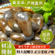 Sennongle Snail Emperor Yellow Snail Instant Canned Drunken Snail Fresh Extra Large Raw Pickled Wild Sand-Free Ningbo Zhoushan Specialty Large Particles Zhoushan Authentic Original Flavor 300g Net Weight