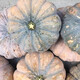 Specially Sweet Pumpkin Seed Flavor Sweet Pumpkin Vegetable Seed Lazy Mopan Large Pumpkin Seed Mopan Large Pumpkin Seed This year’s new species ST2998 New species, 1 pack of about 22 seeds, germination is super good