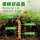 Yuanjiang grass fresh Cordyceps sinensis 2025 Fresh Cordyceps nourishing nutritional products [2025 Fresh Cordyceps] 0.8-0.9g/root-50 roots