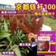 Dwarf wine glutinous sorghum king super-ton iron dwarf big-head red sorghum seed dwarf bird-resistant brewing type high-yield sorghum ton-beam short big-head sorghum 50 grams