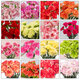 Mother's Day gift: 10 single-headed carnations in random colors