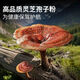 Organic Ganoderma lucidum spore powder genuine head-drawn organic wall-enhancing immune robe powder 400g