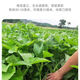 Large-leaf three-pronged high-yielding water spinach seeds in field farmyards, four-season green cabbage seeds, vegetable seeds, larvae seeds, A water spinach seeds 1 pack