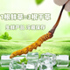 Frischer Cordyceps sinensis Vakuumverriegel