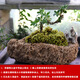 Stone flowerpot absorbent stone water stone original stone natural flowerpot with asparagus bamboo calamus succulent plant micro landscape pot 13-17cm stone pot + tempered rectangular holder