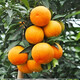 Jingdida Sichuan Ehime No. 38 jelly orange, net weight 9Jin Jin is equal to 0.5kg, gift box with 16 large fruits, straight from the source