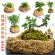 Stone flowerpot absorbent stone water stone original stone natural flowerpot with asparagus bamboo calamus succulent plant micro landscape pot 13-17cm stone pot + tempered rectangular holder