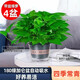 Xingxiang green radish potted hydroponic green plants for new houses, formaldehyde-removing plants, 180# gallon pots, 4 pots + water-absorbing pots, straight from the source