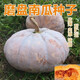 Specially Sweet Pumpkin Seed Flavor Sweet Pumpkin Vegetable Seed Lazy Mopan Large Pumpkin Seed Mopan Large Pumpkin Seed This year’s new species ST2998 New species, 1 pack of about 22 seeds, germination is super good
