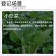 Bangsec 0.04g/L 28-high brassinolide rooting and seedling strengthening, quality improvement, flowering and fruit stabilization plant growth regulator 1000ml