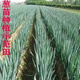 The base directly collects Shandong fresh green onion seedlings and hard-core seedlings. Planting is simple. Package of 100 green onion seedlings.