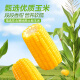 三只松鼠黄金玉米段880g粗粮黄糯玉米早餐代餐健身轻食冲饮谷物低脂蒸煮