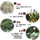 Rooting powder, universal plant rooting agent, fruit tree transplanting rooting agent, cutting nutrient solution, flower fertilizer, rapid rooting solution, buy 3 get 2 free, powerful rooting powder, universal type, 5 bags