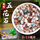 Runhuanian Pure Rain Flower Stone Potted Succulent Pavement Stone Small Multicolored Stone Fish Tank Pavement Ornamental Stone Colorful Small Stone Multicolored Stone 8-12mm 5Jin Jin is equal to 0.5 kg