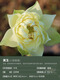 Bol miniature Lotus Semis de lotus Plantes hydroponiques Lotus Small Lotus Se semis racines racines Lotus Whip Se semis de jardin Fleurs en pot Naked Lotus Topaze [Small] 8-15cm