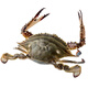 Frozen fresh and raw swimming crab live frozen Zhoushan extra large crab seafood 3Jin Jin equals 0.5kg 5-7 taels/piece of swimming crab 25-year-old new crabs sent directly from the source