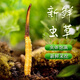 
Luzhangtang 2025 Fresh Cordyceps sinensis Cordyceps SF Express Cold Chain Origin Selected Fresh Grass Selected for Tibet Fresh Cordyceps 1.2-1.4 grams each. 50 pieces
