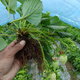 [1421 people collect] (can eat strawberries in 20 days) Potted strawberry seedlings of red beauty, four seasons, strawberry seedlings in the south and north (Red beauty, strawberry bare root) Fruit sweet, with flowers and fruits, strong seedlings [12] Fruits full of pots