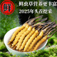 
Fresh Cordyceps sinensis 2025 Selected Alpine Fresh Cordyceps SF Express Cold Chain Direct Hair 1.2-1.4 grams/100 roots Tibet fresh grass 0.5-0.6 grams each 10 pieces of tasting