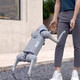 宇树（Unitree）Unitree 语音AI大模型机器狗具身智能仿生陪伴四足机器人 Go2-PRO长续航+遥控器