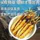 Frischer Cordyceps sinensis Vakuumverriegel