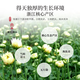 茶半春胎菊 正宗杭白菊花茶清凉茶 可搭枸杞决明子泡水喝花草茶罐装45g