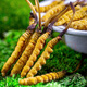 Genuine 2025 fresh Cordyceps sinensis stubble Cordyceps sinensis 0.8g/root of fresh Cordyceps sinensis SF Express cold chain shipment Tibet fresh grass 1.4-1.6g each of 20 pieces of 1 free