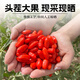 胖东来品质宁夏正宗枸杞子免洗特级500g黑苟枸杞原浆红菊花决明子 【试喝袋装】宁夏头茬枸杞100克(高品质免洗)