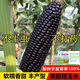 Authentic black sweet waxy corn seeds. Plant black corn seeds all year round. Farm vegetable seeds. Black sweet waxy corn seeds. Only new seeds sold. 2 packs of about 100 seeds.