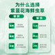 紫蓝花海新鲜冬虫夏草头茬鲜虫草自用送礼佳品礼盒装 1.1-1.2克/根 100根