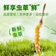 Yuanjiang grass fresh Cordyceps sinensis 2025 Fresh Cordyceps nourishing nutritional products [2025 Fresh Cordyceps] 0.8-0.9g/root-50 roots