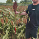 Dwarf wine glutinous sorghum king super-ton iron dwarf big-head red sorghum seed dwarf bird-resistant brewing type high-yield sorghum ton-beam short big-head sorghum 50 grams