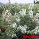 Allgemeine weiße Blume Salvia Salvia Pulver Sanyuan Pharmazeutische Shandong Laiwu Weiße Blume 15-jährige weiße Blumen Salvia Pulver kaufen 1+1 [2 Dosen]