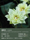 Miniaturschüssel Lotus Sämlinge Hydroponische Pflanzen Lotus kleine Lotus-Sämlinge Wurzelstamm Lotus Peitsche Sämlinge Gartenblüten Nackte Lotusgelb Antilope [klein] 8-15 cm