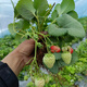 [1421 people collect] (can eat strawberries in 20 days) Potted strawberry seedlings of red beauty, four seasons, strawberry seedlings in the south and north (Red beauty, strawberry bare root) Fruit sweet, with flowers and fruits, strong seedlings [12] Fruits full of pots