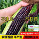 Authentic black sweet waxy corn seeds. Plant black corn seeds all year round. Farm vegetable seeds. Black sweet waxy corn seeds. Only new seeds sold. 2 packs of about 100 seeds.