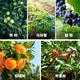 Baomeiling gibberellic acid benzylaminopurine apple regulating fruit type plant regulator grape jujube tree fruit expansion plant regulator 2ml*10 bags
