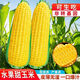 Sweet and crispy fruit corn big sticks, early maturing, fragrant and super sweet corn, eaten raw in the field for all seasons, high quality fruit corn seeds, newly planted in the season - 5 packs, about 256 seeds