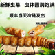2025年鲜虫草头期正宗新鲜冬虫夏草精选鲜草大草顺丰冷链产直发 西藏那曲鲜虫草每条0.5克10条装