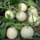 White sand honey melon seeds rock sugar melon seeds cantaloupe seeds spring, summer, autumn and winter balcony potted vegetables A pack of white sand honey melon seeds
