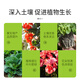 OLOEY Jinzhengda Compound Fertilizer Three-way Universal Potassium Sulfate Fertilizer for Fruits, Vegetables, Flowers and Garden Topdressing 20 Jin Jin is equal to 0.5 kg (increased production every year)