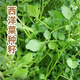 Xiangbin Four Seasons Guangdong Watercress Seeds Field Planting Wild Aquatic Balcony Easy to Plant Live Vegetable Seeds Watercress Seeds Watercress Seeds 3g Original x10 Pack