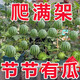 Qili super sweet honey small watermelon seeds ruby small watermelon thin skin seedless four seasons courtyard balcony potted fruit seeds apple watermelon original 20 capsules / 10 bags