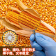 Zhengdan 958 national-approved corn variety corn seed high-yielding big stick corn seed Ludan 981 corn seed National-approved Zhengdan 958 corn seed original 1 Jin Jin equals 0.5 kg 1 bag